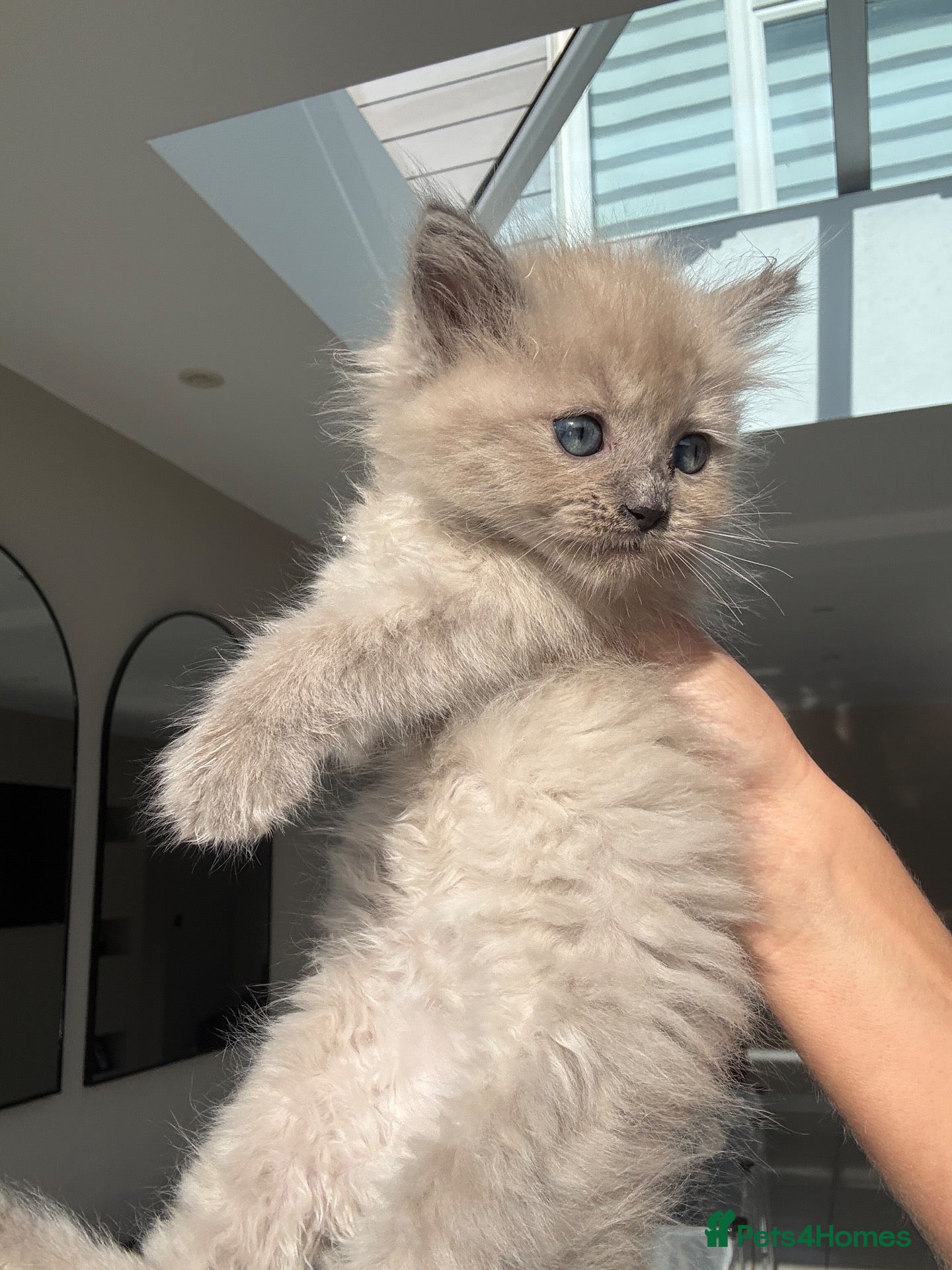 Ragdoll cats Mink ragdoll kittens full breed - Advert 13