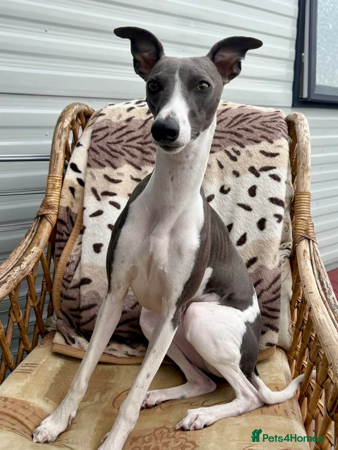 Whippet dogs for sale: Beautiful Blue & White Whippet Puppies in Stourport-on-Severn - Advert 13