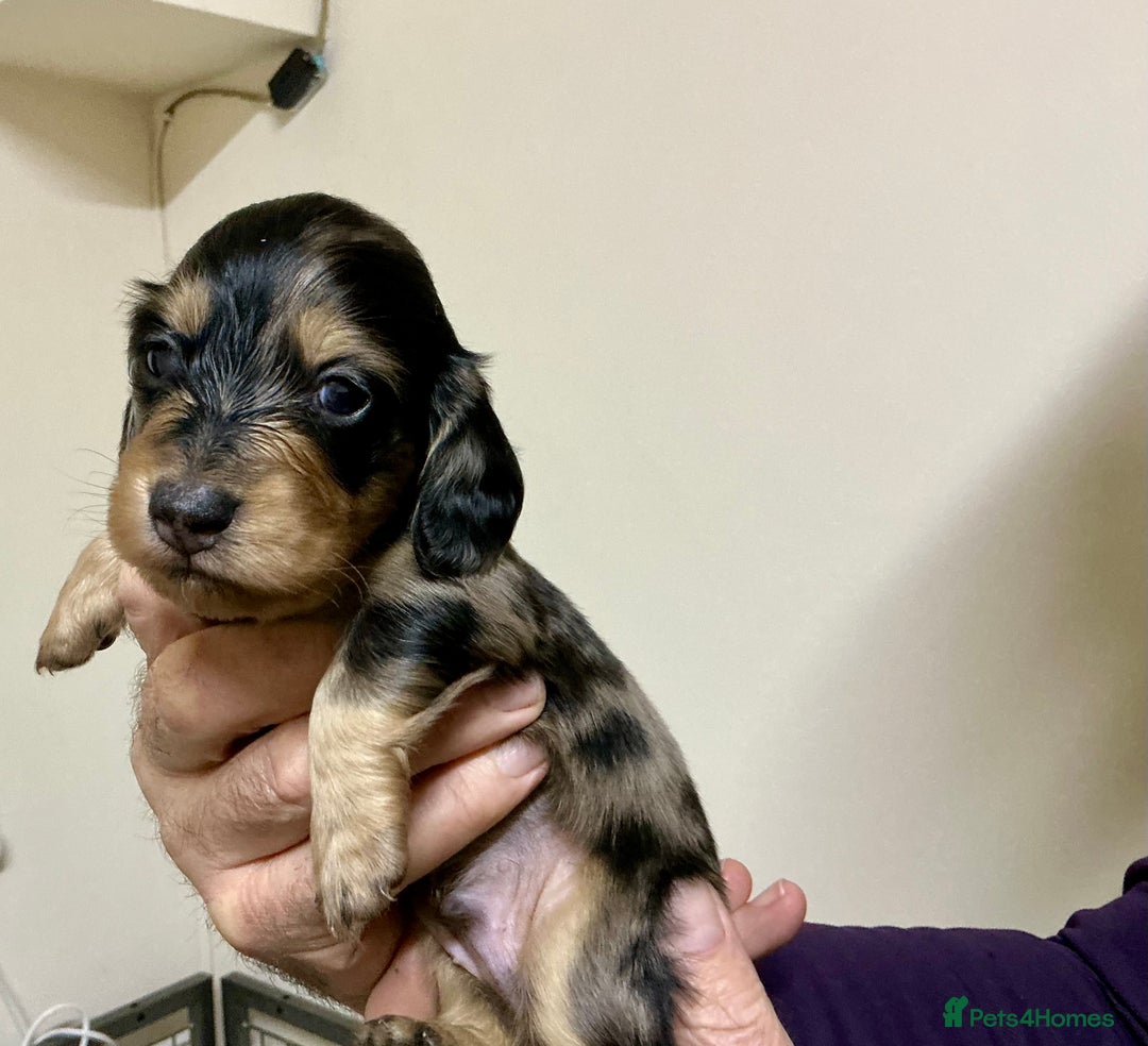 Miniature Dachshund dogs for sale: KC reg mini longhaired dachshund pups - Advert 13
