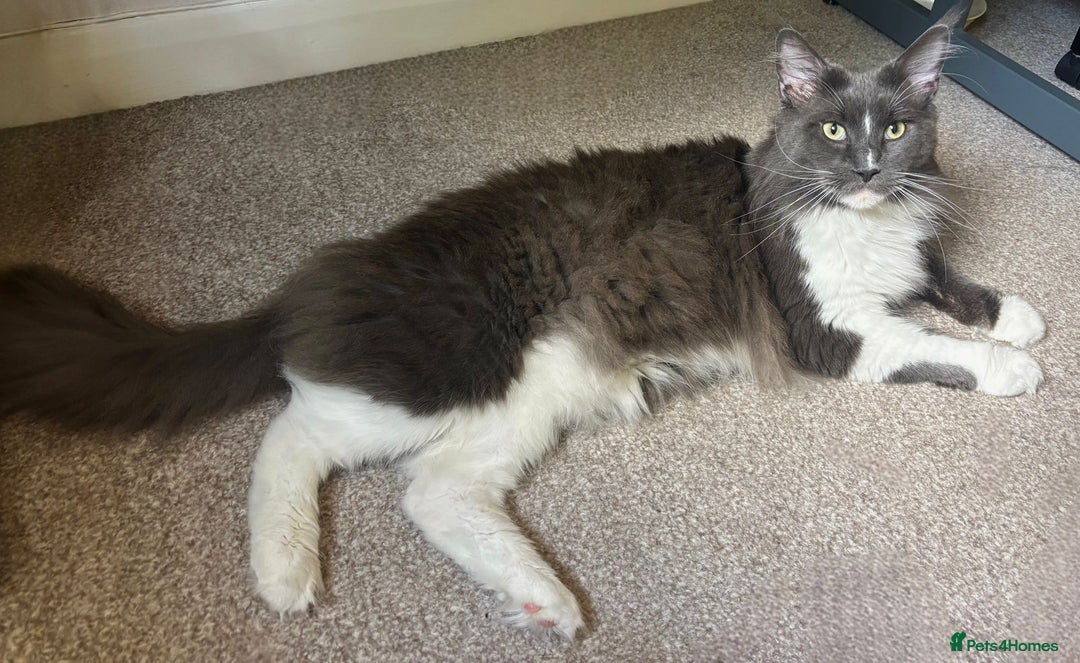 Maine Coon cats for stud: Beautiful Highly Proven Boy for Stud in Swadlincote - Advert 5