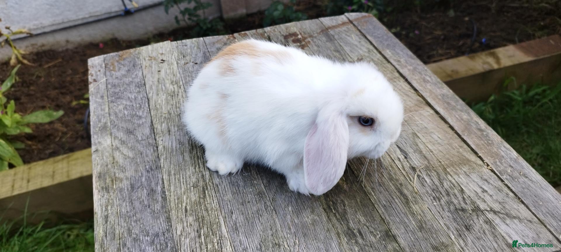 Mini Lop rabbits for sale: 8 weeks old Minilop bunnies - Advert 2