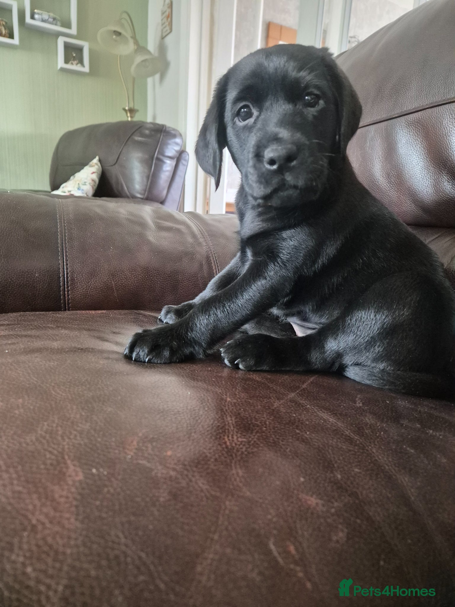 Labrador Retriever dogs KC Registered Labrador Puppies - Advert 1