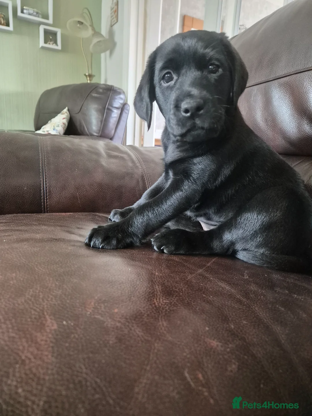 Labrador Retriever dogs for sale: KC Registered Labrador Puppies - Advert 1