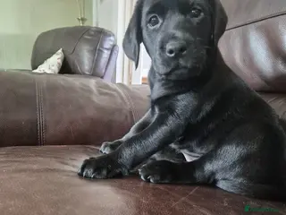 Labrador Retriever dogs KC Registered Labrador Puppies - Advert 1
