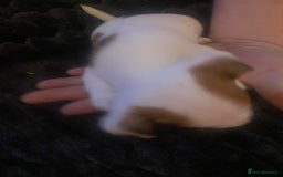 Jack Russell dogs for sale: Jack Russel’s puppies - Image 7