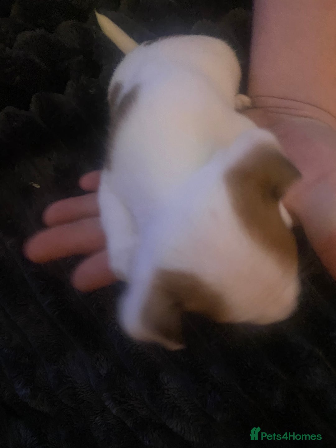 Jack Russell dogs for sale: Jack Russel’s puppies - Image 7