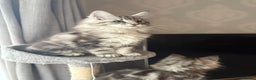 Maine Coon cats for sale: Ready to leave quality Maine coon kittens - Advert 19