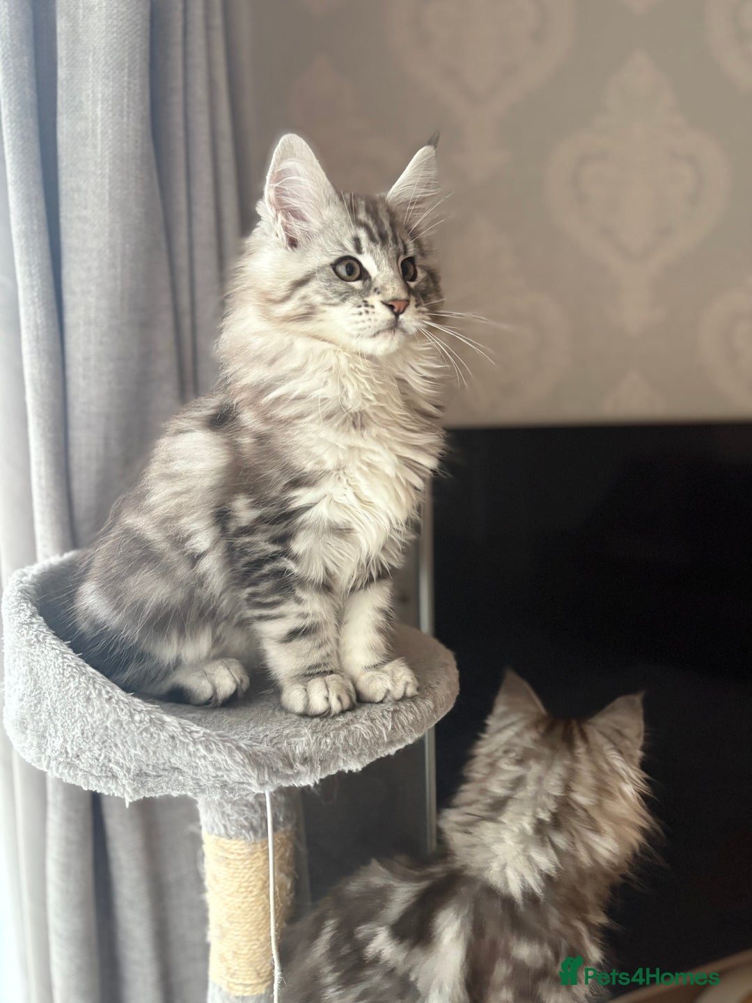 Maine Coon cats for sale: Ready to leave quality Maine coon kittens - Advert 19