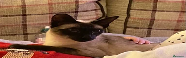Siamese 1