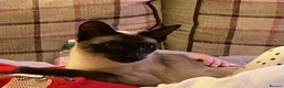 Siamese cats for sale: Chocolate point adult female Siamese  - Advert 3