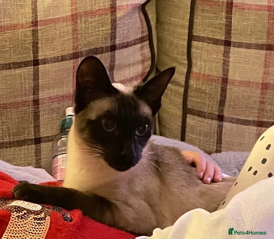 Siamese cats for sale: Chocolate point adult female Siamese  - Advert 3