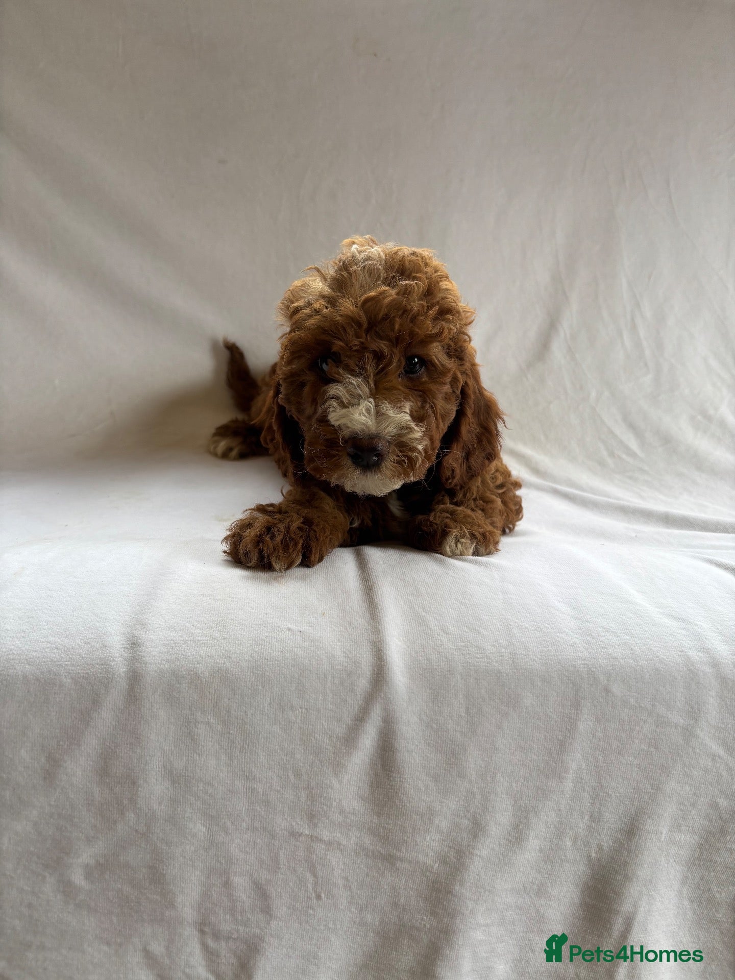 Cavapoo dogs Our delightful Cavapoo puppies  - Advert 9