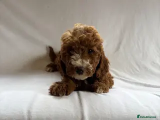 Cavapoo dogs Our delightful Cavapoo puppies - Advert 9
