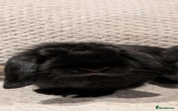 Mini Lop rabbits for sale: Black Male Mini Lop - Image 4