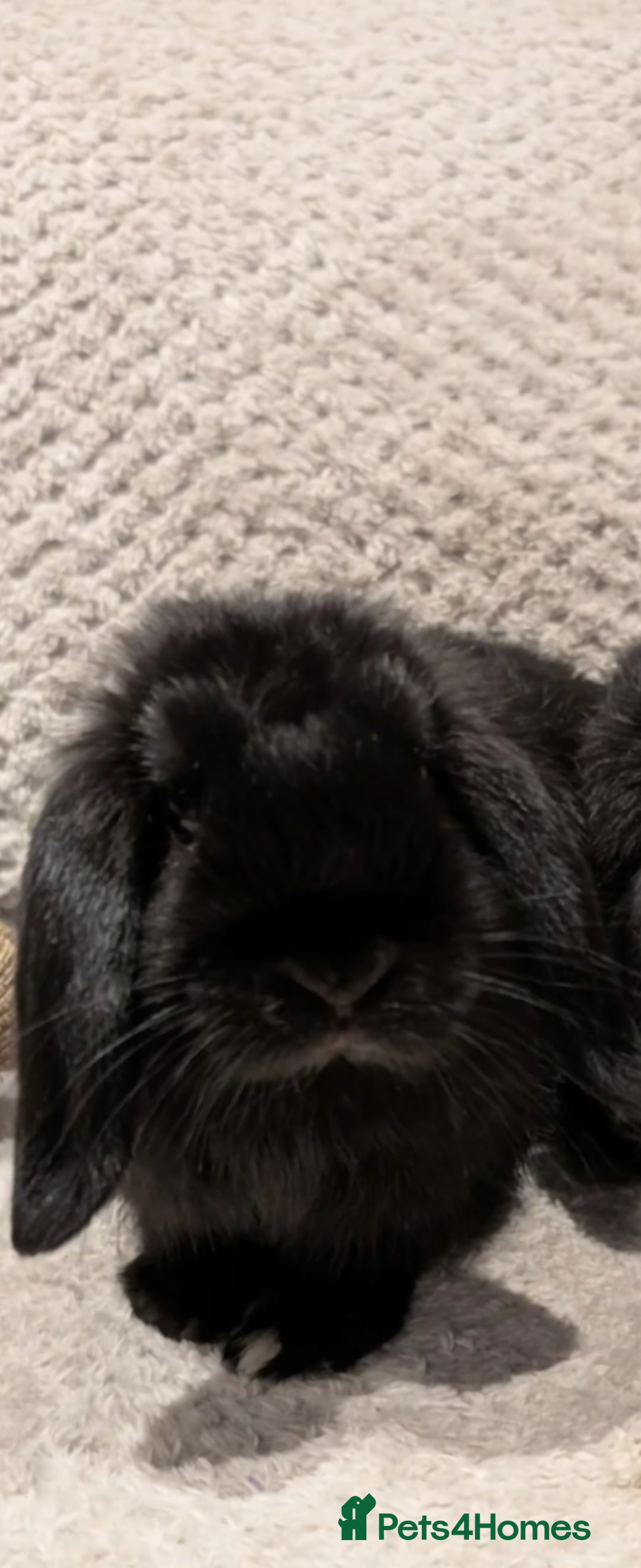 Mini Lop rabbits for sale: Black Male Mini Lop - Image 4