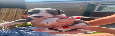 Puppy 8