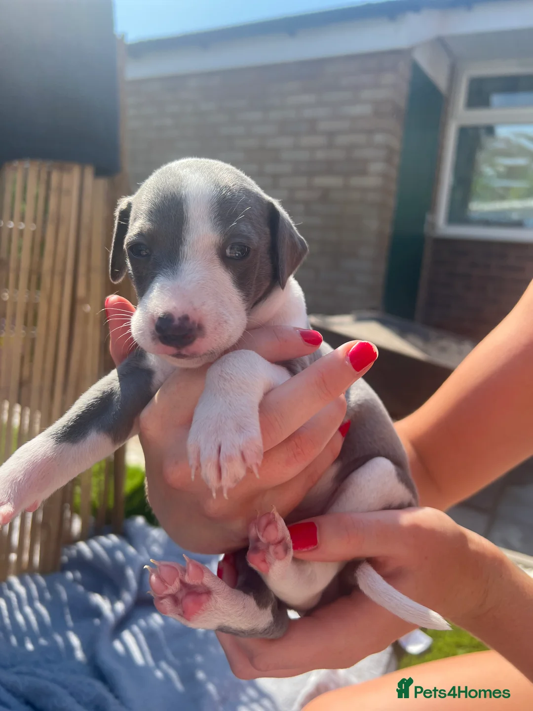 Whippet dogs for sale: Beautiful Blue & White Whippet Puppies - Advert 12