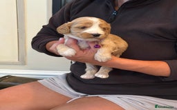 Cockapoo dogs for sale: Beautiful Golden Cockerpoo Puppies 2 Girl & 4 Boy - Image 22
