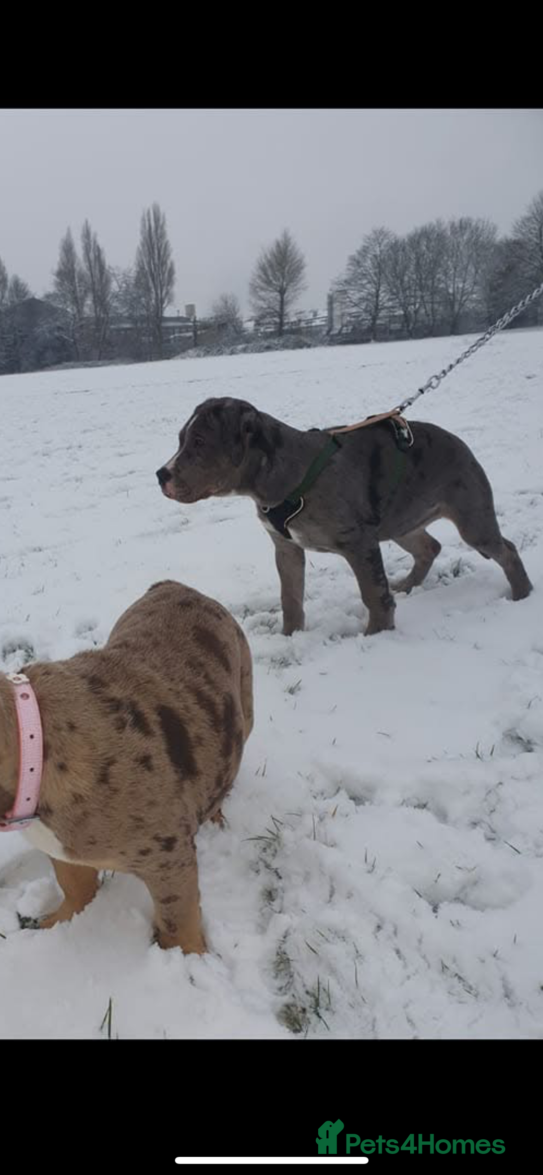 Mixed Breed dogs for sale: Corso bandog - Advert 2