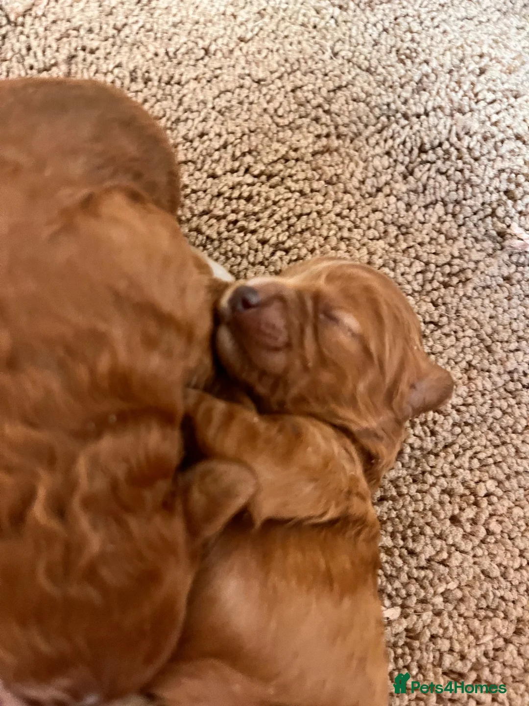 Cavapoo dogs for sale: Beautiful f1b cavapoo babies  - Advert 7