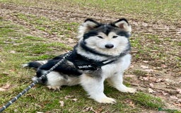 Mixed Breed dogs for sale: Alaskan Shepherd Puppies offers accepted  - Image 17