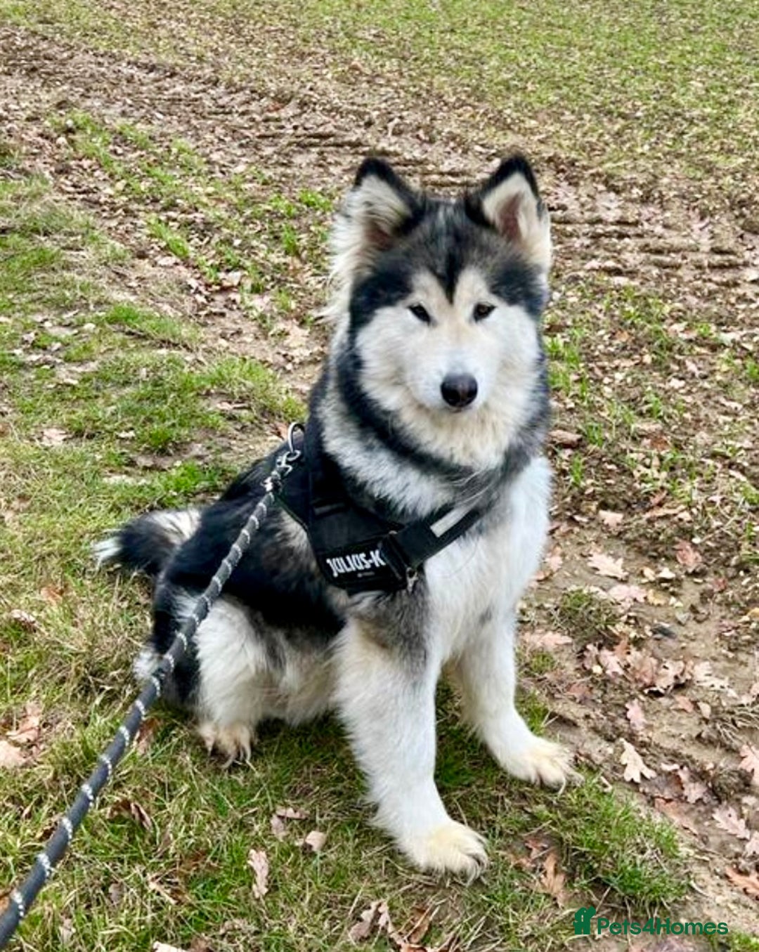 Mixed Breed dogs for sale: Alaskan Shepherd Puppies offers accepted  - Image 17