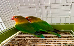 Lovebirds birds for sale: Beautiful Bonded Pair of Fischer’s Lovebirds  - Image 2