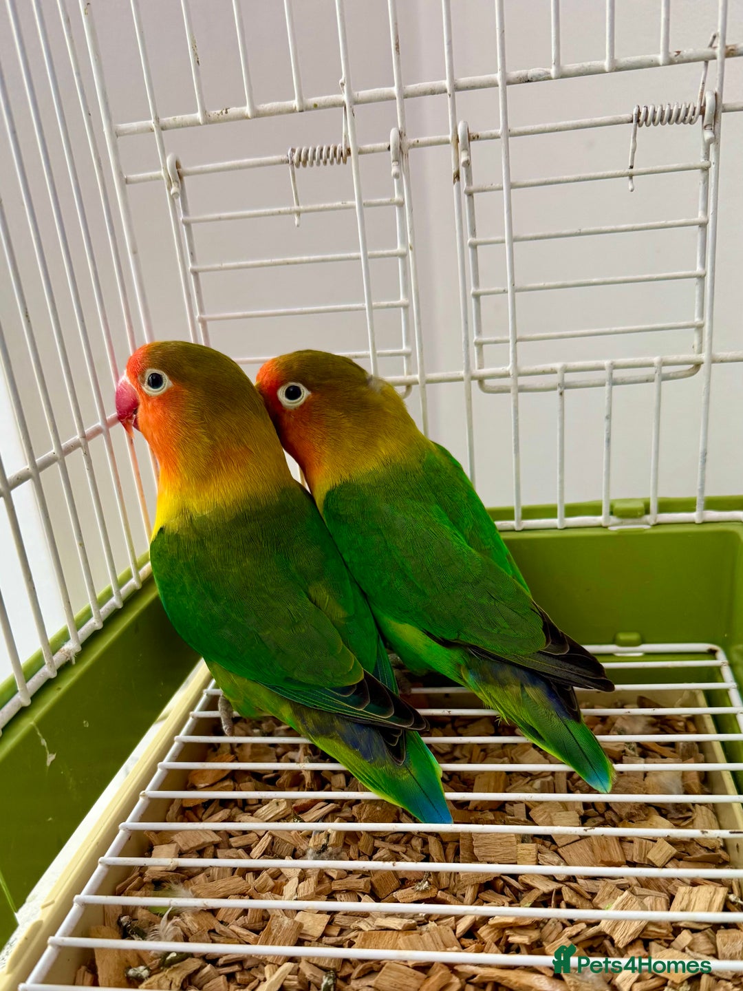 Lovebirds birds for sale: Beautiful Bonded Pair of Fischer’s Lovebirds  - Image 2