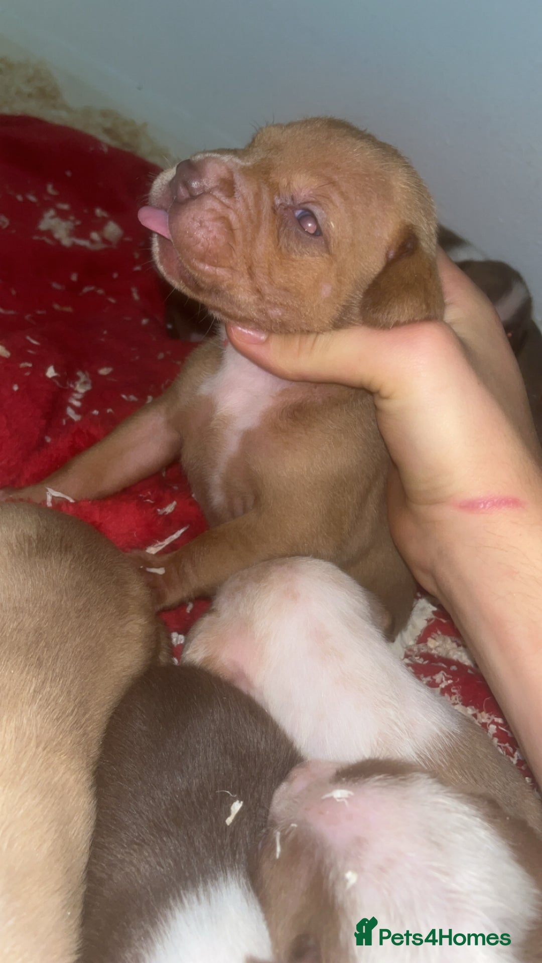 American Bull Staffy dogs for sale: 5 Girls 3 Boys American bull staffy pups  - Advert 9