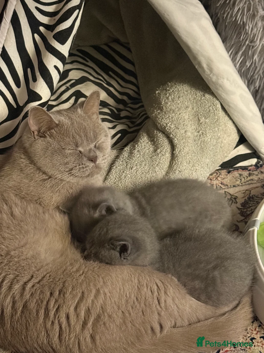 British Shorthair cats for sale: BSH kittens  - Advert 9