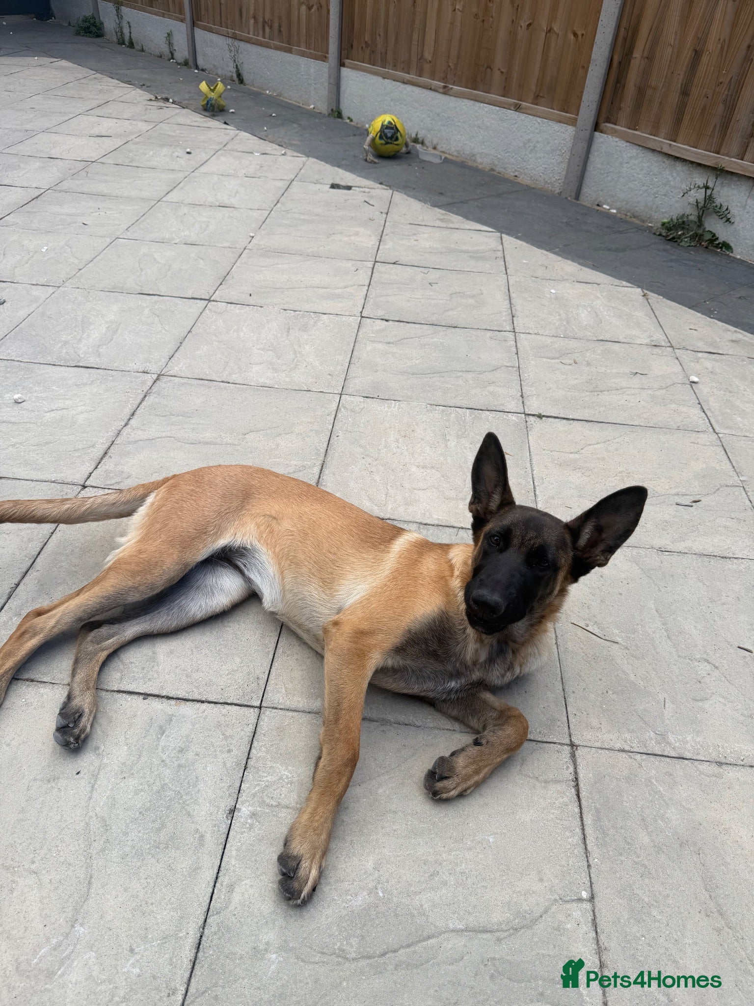 Belgian Shepherd Dog dogs female - Advert 1