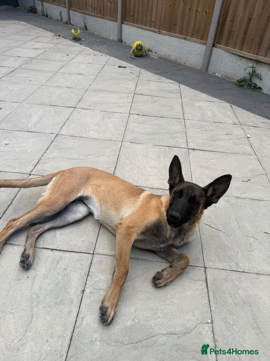 Belgian Shepherd Dog dogs for sale: female in West Drayton - Advert 1