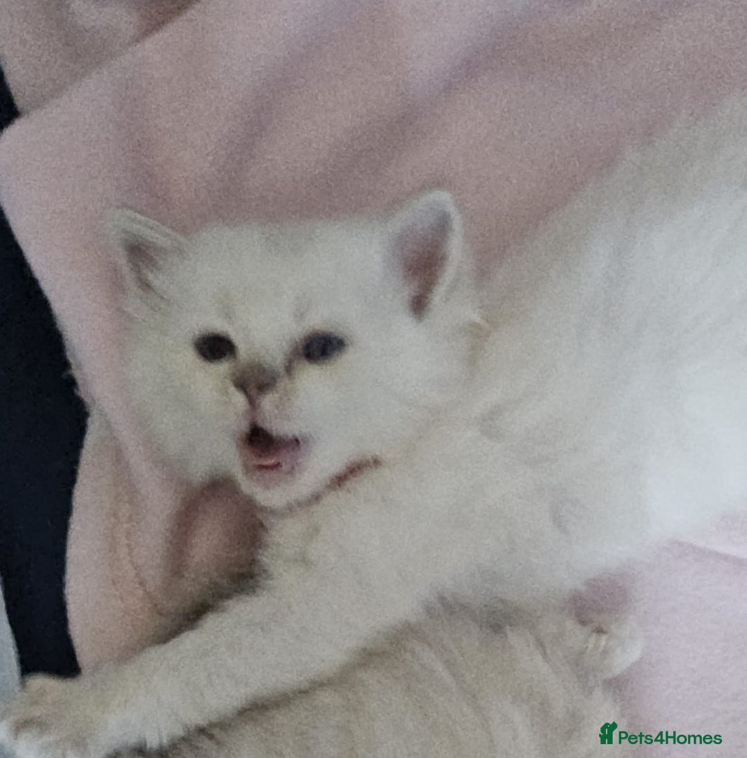 Ragdoll cats for sale: Beautiful Gccf registered ragdolls. - Image 6