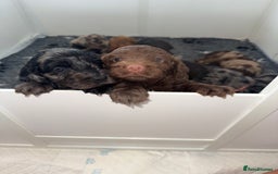 Cockapoo dogs for sale: F1 Cockapoo puppies  - Image 25
