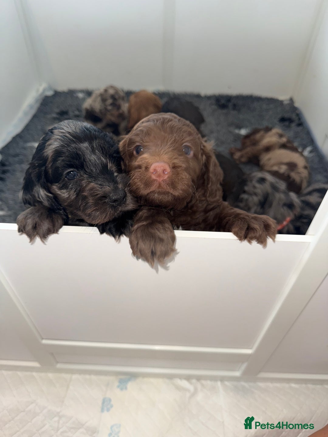 Cockapoo dogs for sale: F1 Cockapoo puppies  - Image 25