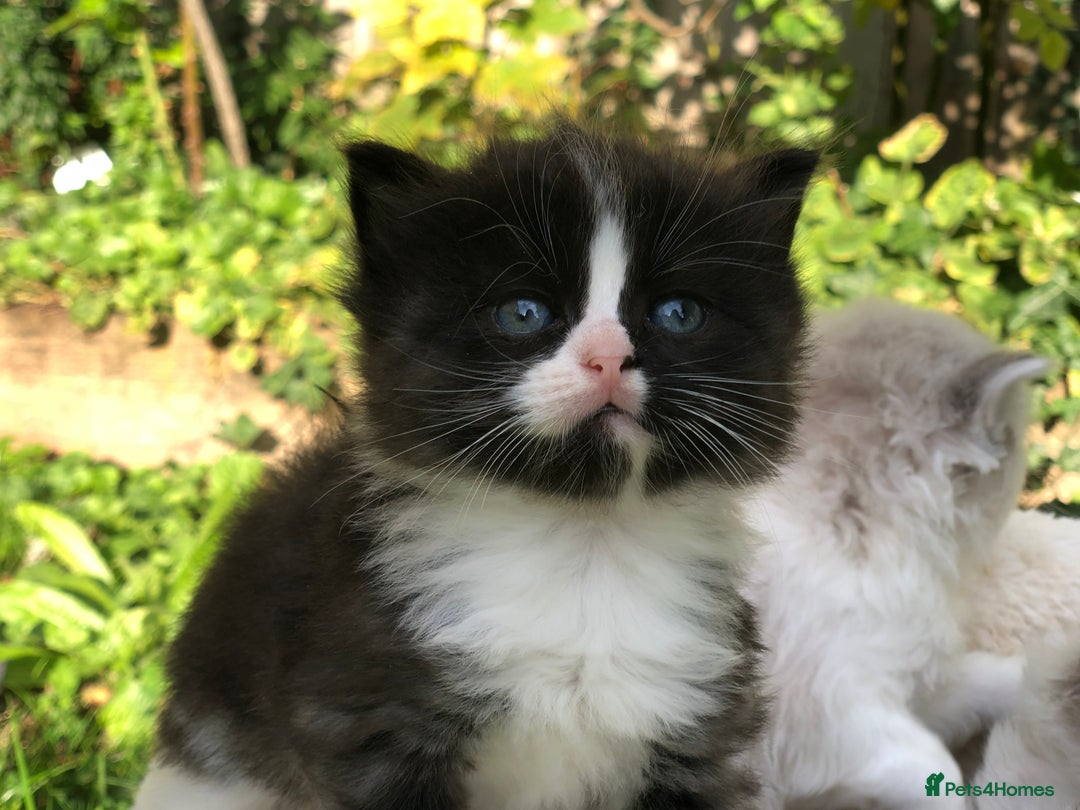 Mixed Breed cats for sale: Chamomile’s kittens - Image 10