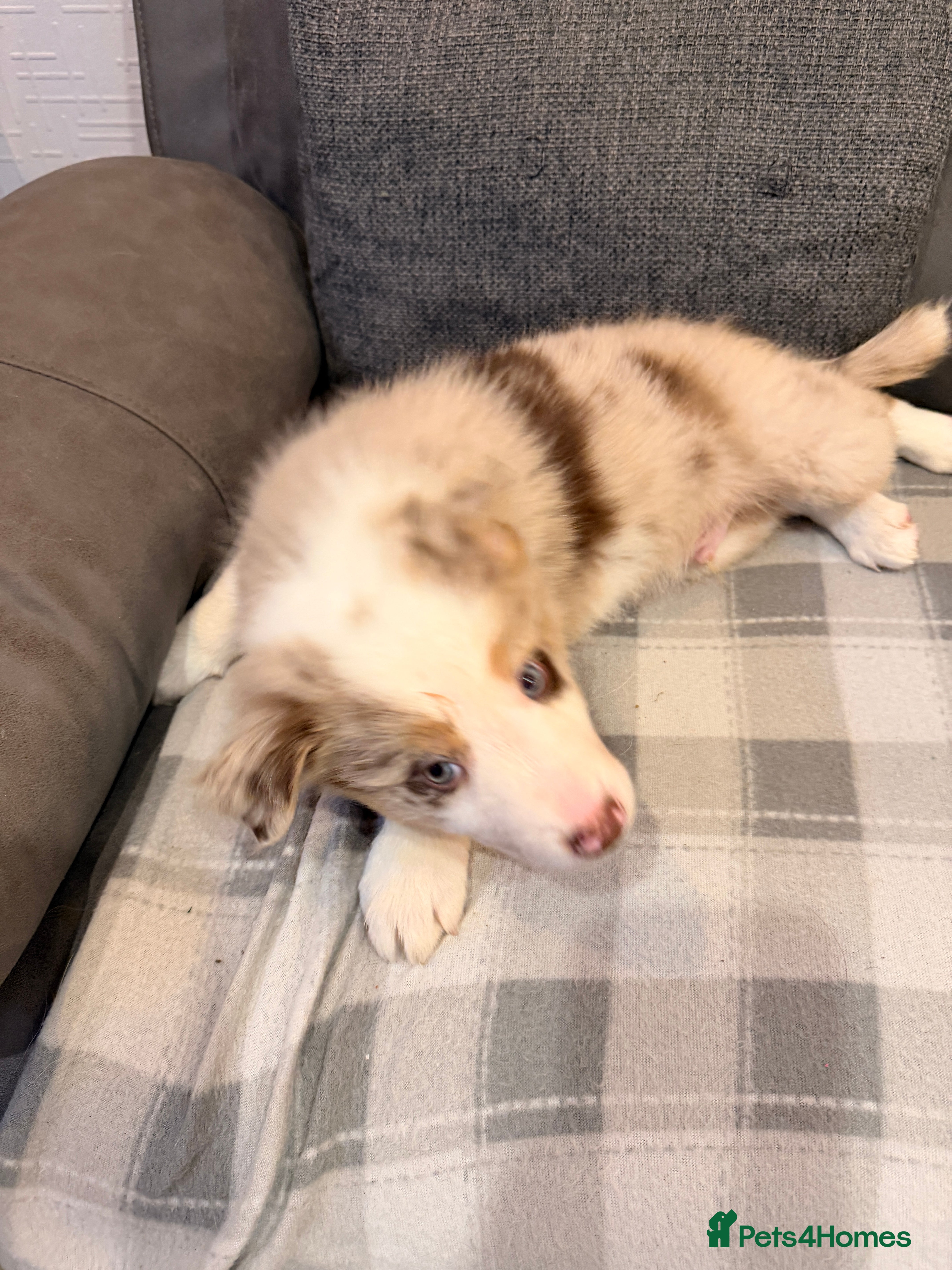 Mixed Breed dogs 17th of FebruaryMerle Border beard Collie Puppies - Advert 11