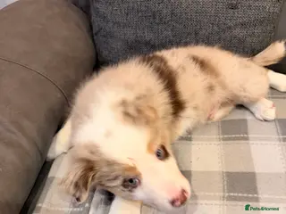 Mixed Breed dogs 17th of FebruaryMerle Border beard Collie Puppies - Advert 6