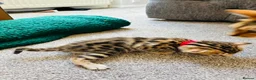 Bengal cats for sale: Amazing Bengal Kittens for sale  - Advert 32