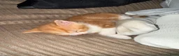 Mixed Breed cats for sale: 8 beautiful ragdoll/persian/domestic babies  - Advert 33