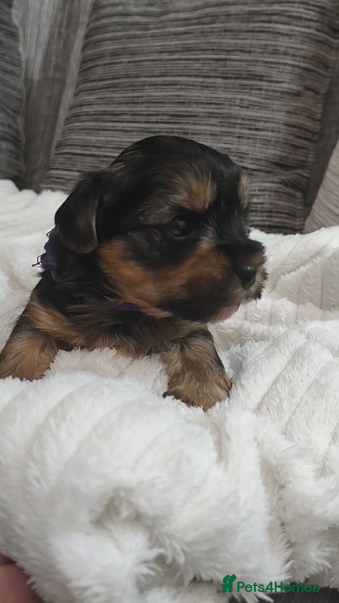 Yorkshire Terrier dogs for sale: Adorable Mini Yorkshire Terrier Puppies - Advert 7