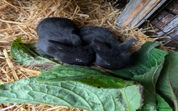 Mini Lion Lop rabbits for sale: MINI LOP babies for sale.  - Image 3