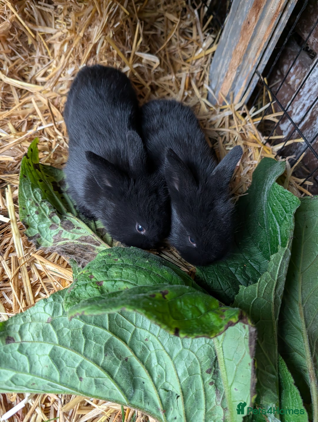 Mini Lion Lop rabbits for sale: MINI LOP babies for sale.  - Image 3