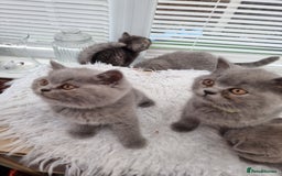 British Shorthair cats for sale: TOP💗 Quality British Shorthair 😻Kittens💋 - Image 25