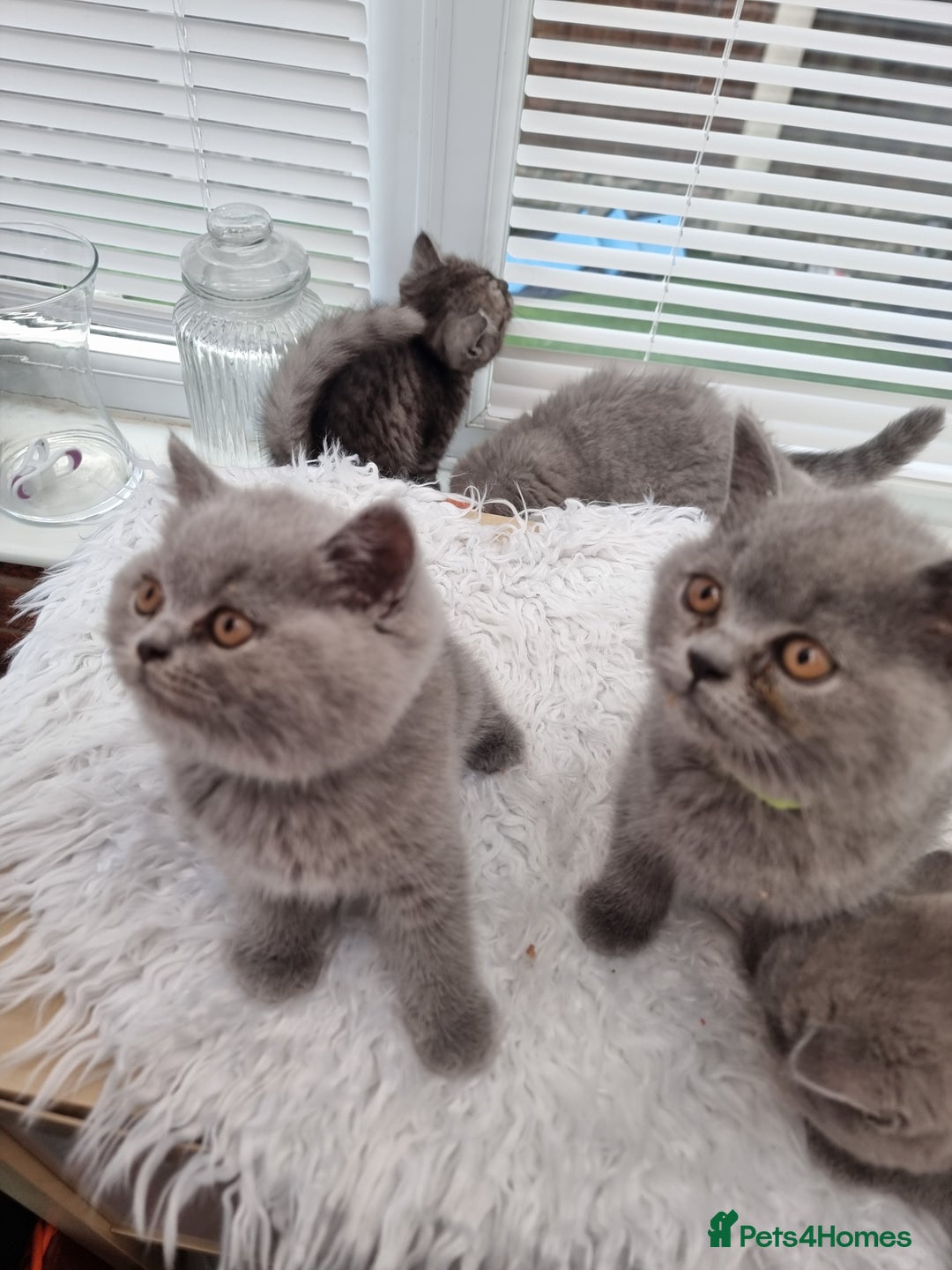 British Shorthair cats for sale: TOP💗 Quality British Shorthair 😻Kittens💋 - Image 25
