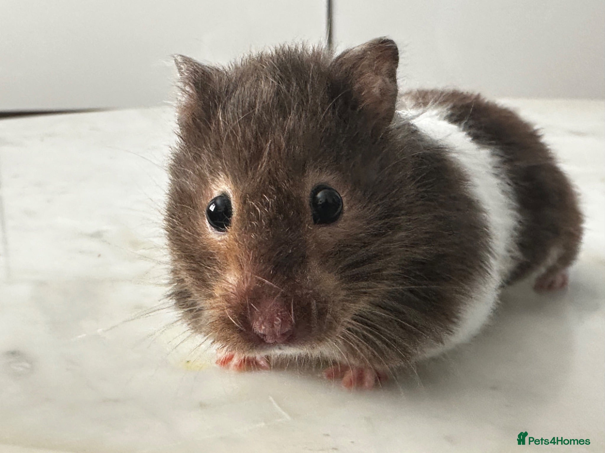 Hamster rodents 8 months old Syrian Hamster girl tamed  - Advert 1