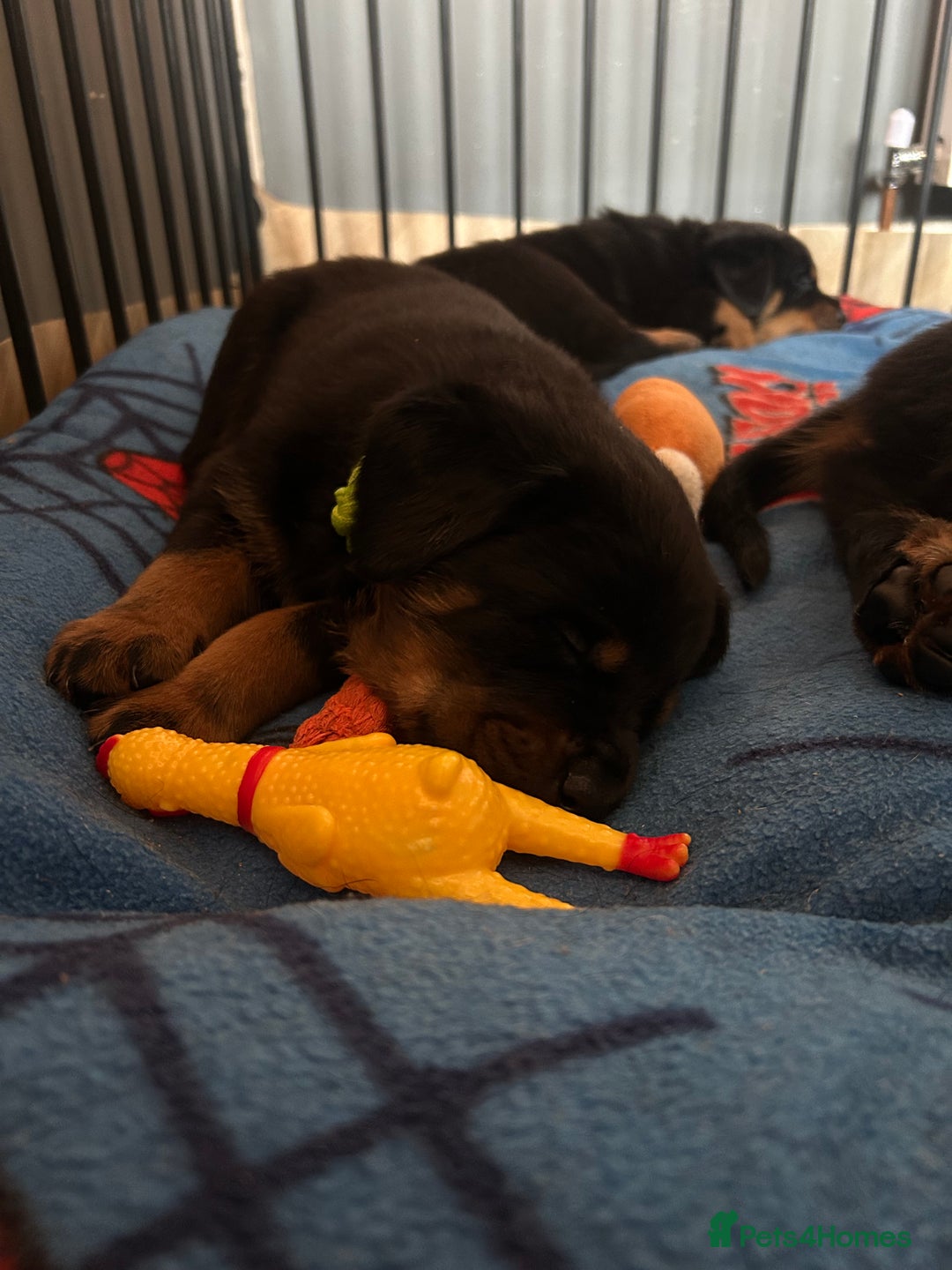 Rottweiler dogs for sale: Beautiful Rottweiler pups  - Image 38