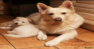 German Shepherd dogs - Advert 6