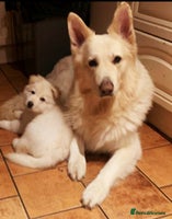 German Shepherd dogs - Advert 6