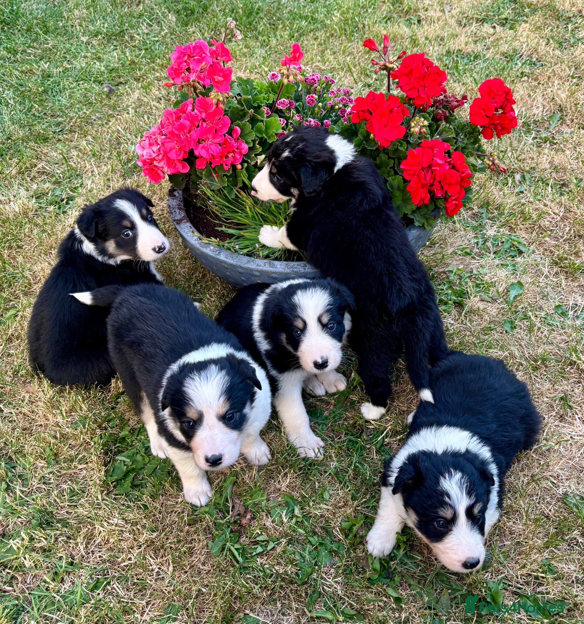 Mixed Breed dogs 5 Beared collie cross pups  - Advert 1